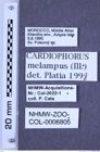 Etiketten zu Cardiophorus melampus (Illiger, 1807) (NHMW-ZOO-COL-0006805)